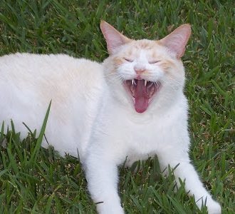 clyde