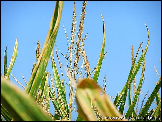 corn stalk