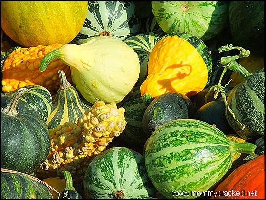 fall pumpkins