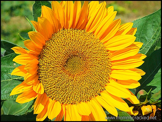 mississippi sunflower