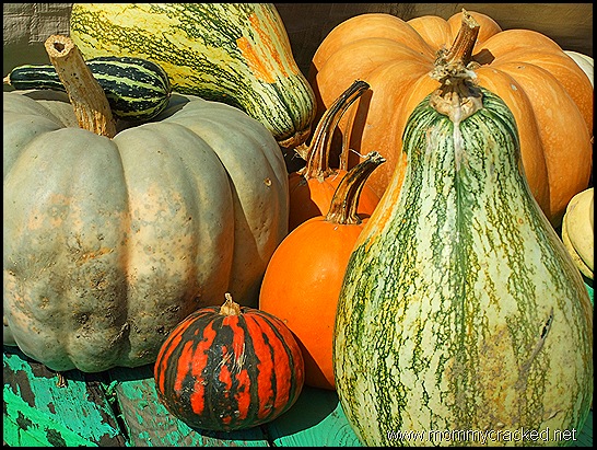 pumpkins and gourds