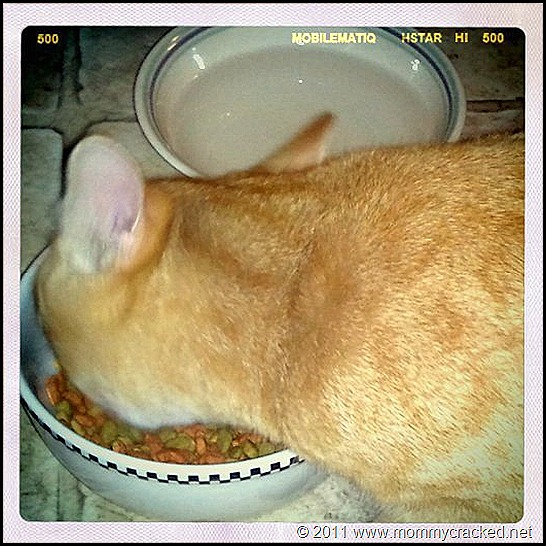 hungry cat