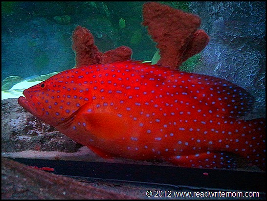 red spotted fish