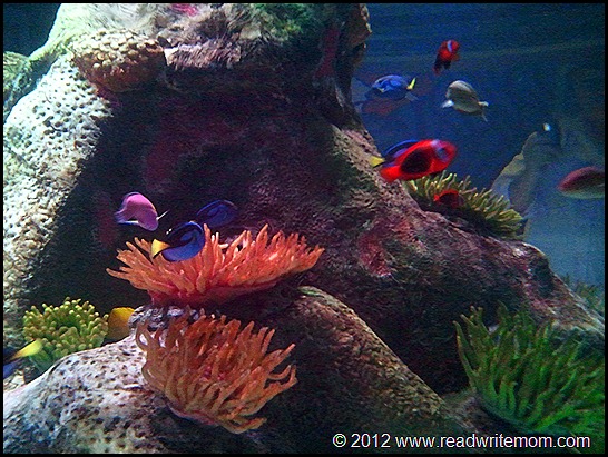 nemo and dory