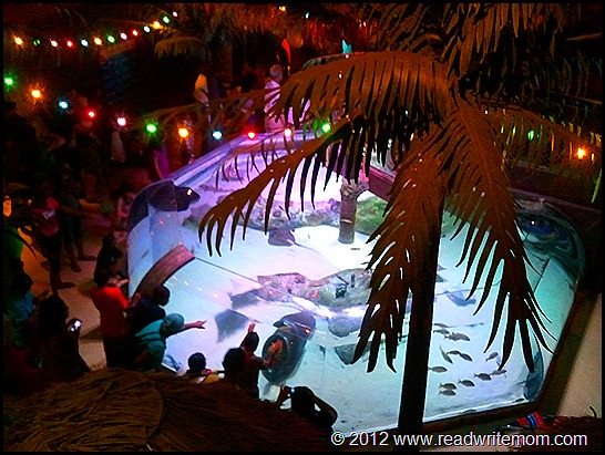 sting ray pool