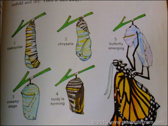 the stages of a butterfly