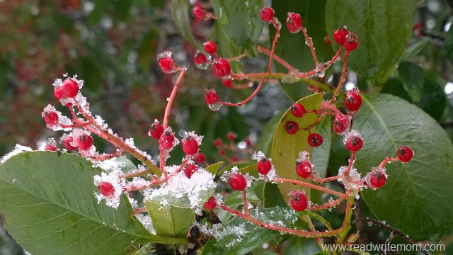 snow berries