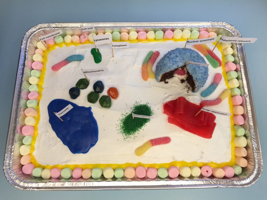 My son's science project . . . a cell model made out of a cake. I  baked/frosted and he did the rest! | Cake, Edible cell, Cookie art
