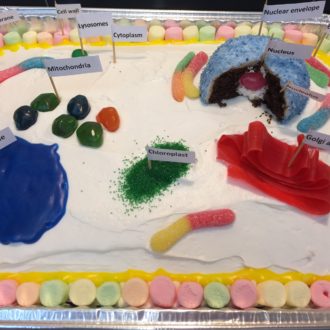 edible plant cell