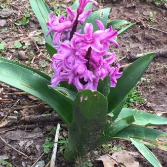 pretty purple flower