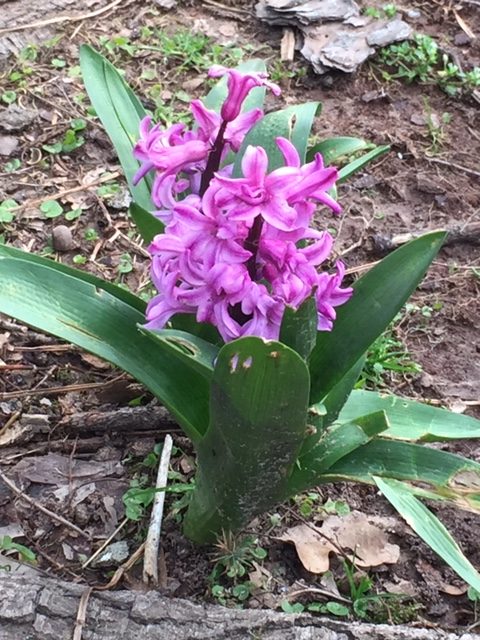 pretty purple flower