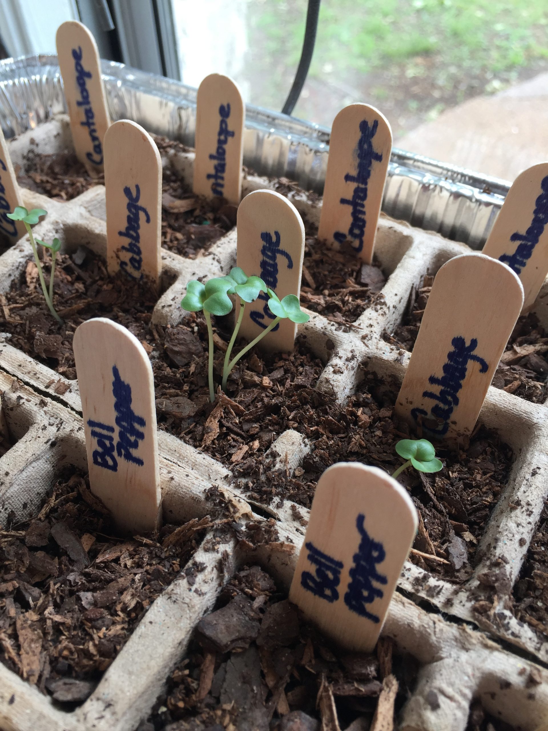 sprouts