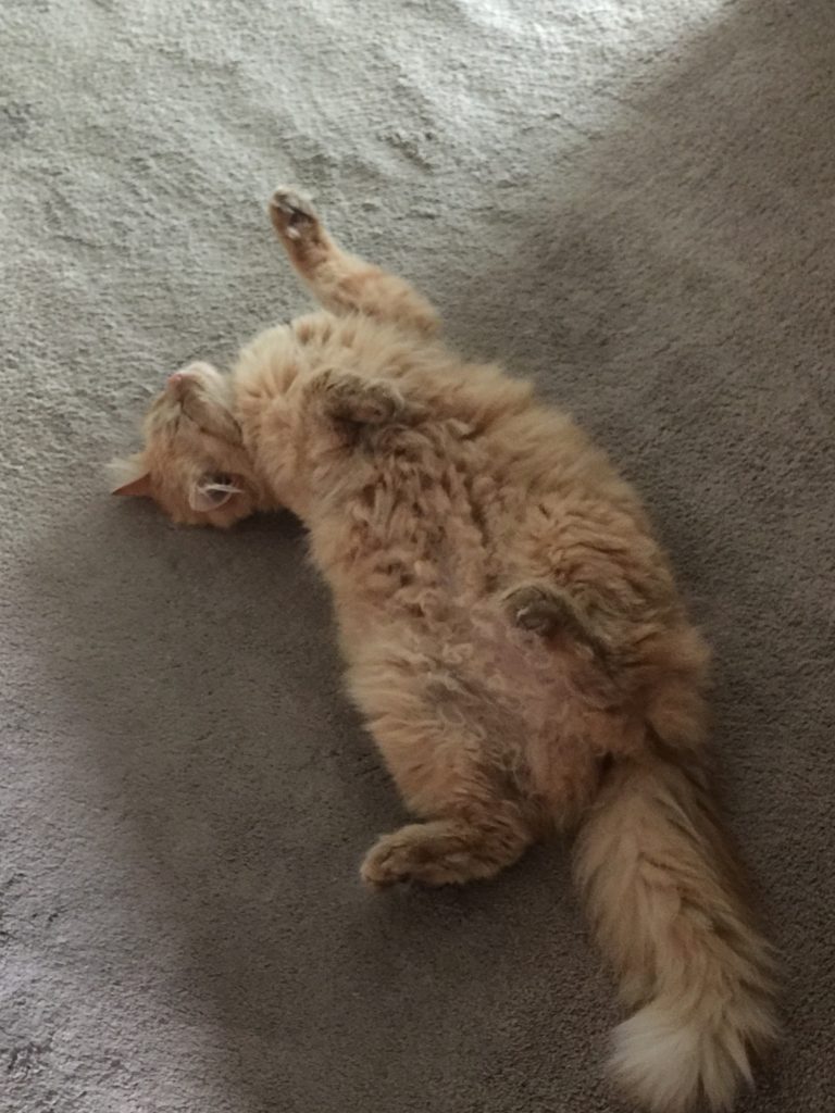 fat cat nap