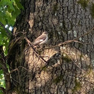 bird in a tree