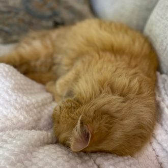 cat sleeping on couch