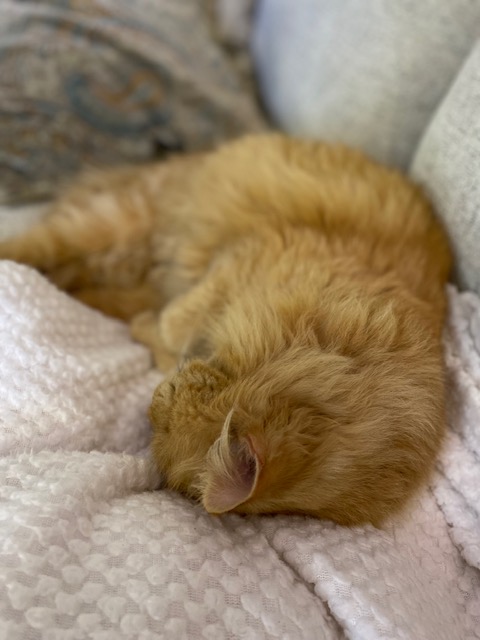 cat sleeping on couch