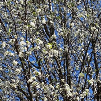 bradford pear bloom