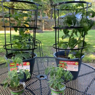 tomato plants