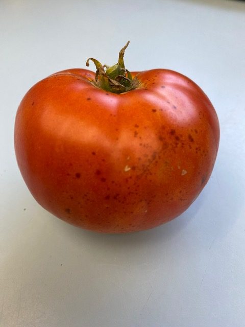 homegrown tomato 