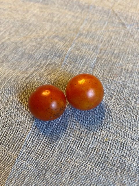 cherry tomato harvest