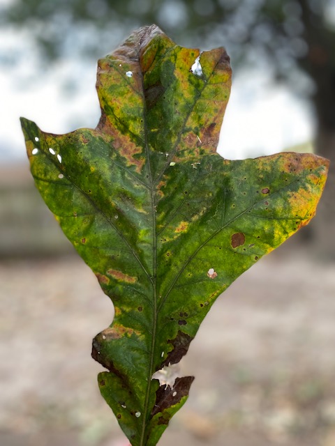 big fall leaf
