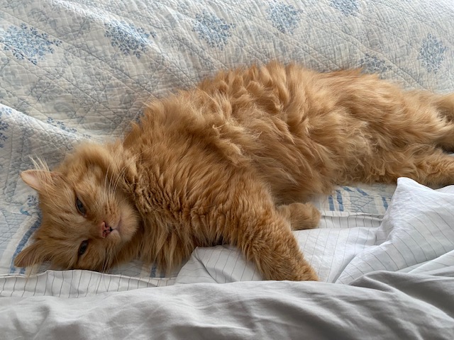orange cat nap