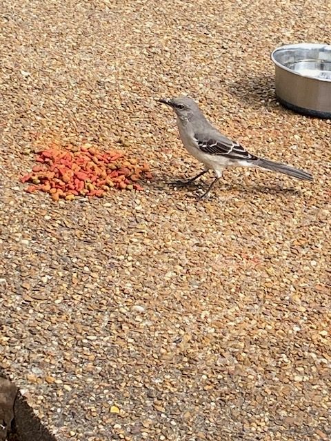 bird stealing cat food