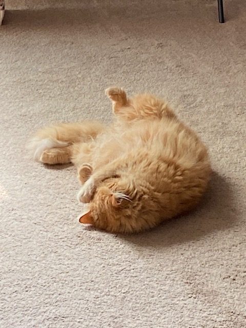 orange cat napping