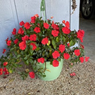 red pot flowers