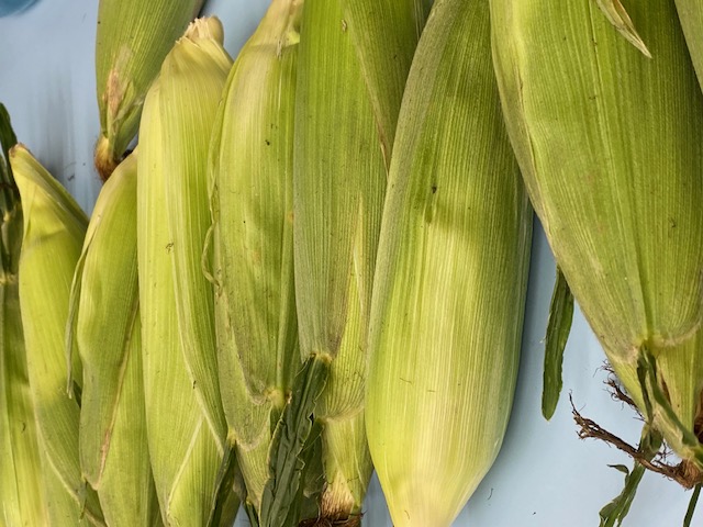 fresh picked corn