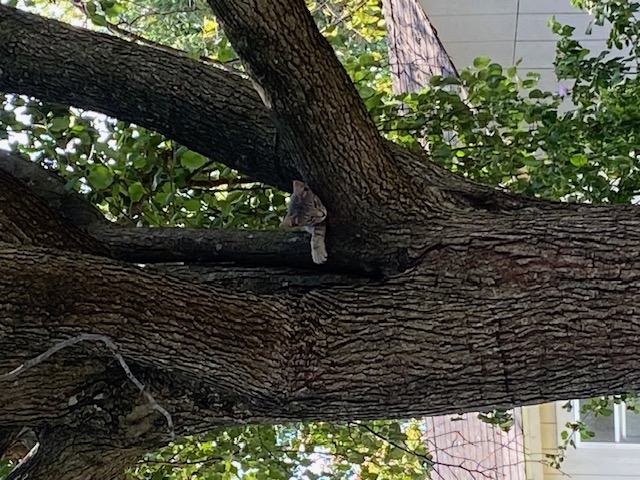 kitten in a tree