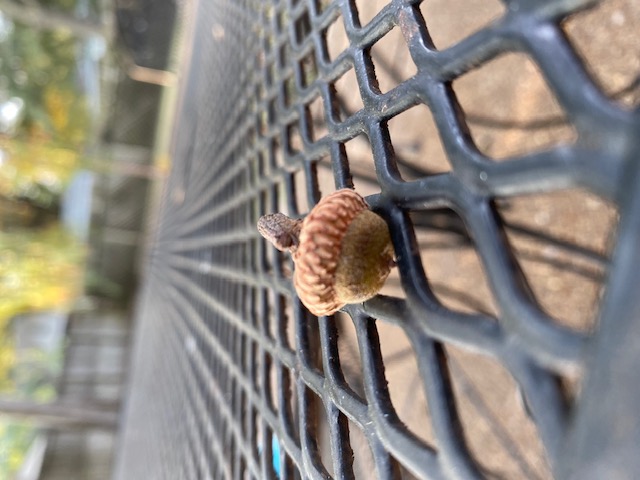 acorn from the tree