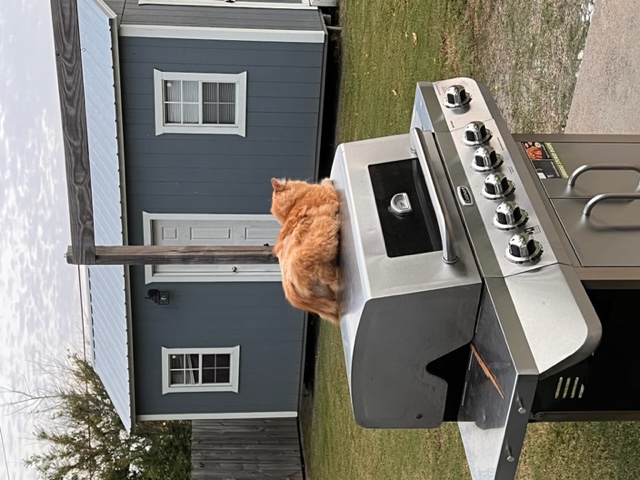 cat on a grill