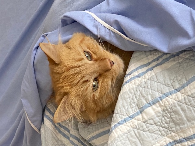 cat in sheets