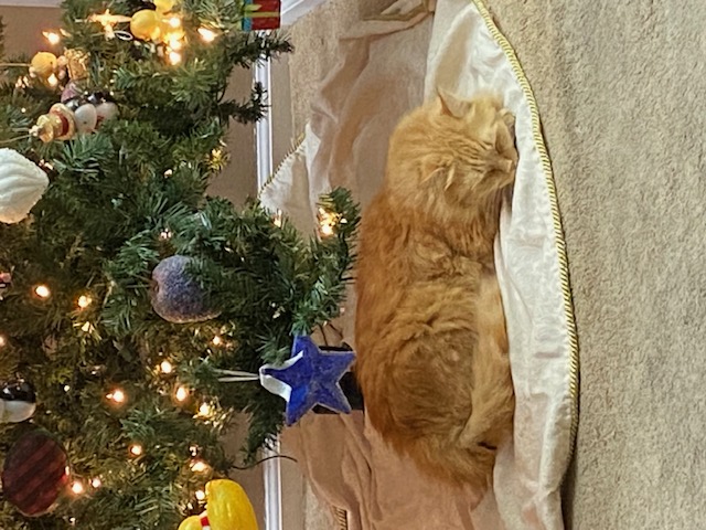 cat asleep under Christmas tree