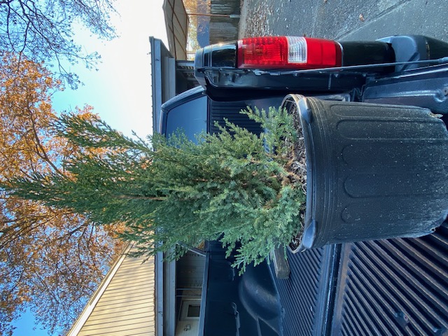 tree on a truck