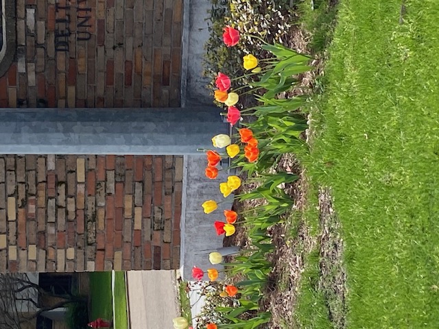 pretty tulips growing