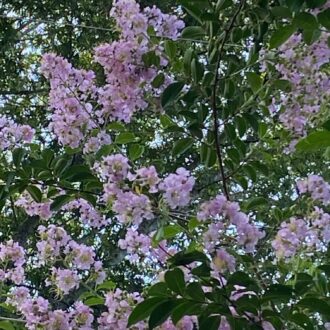 pink crepe myrtle