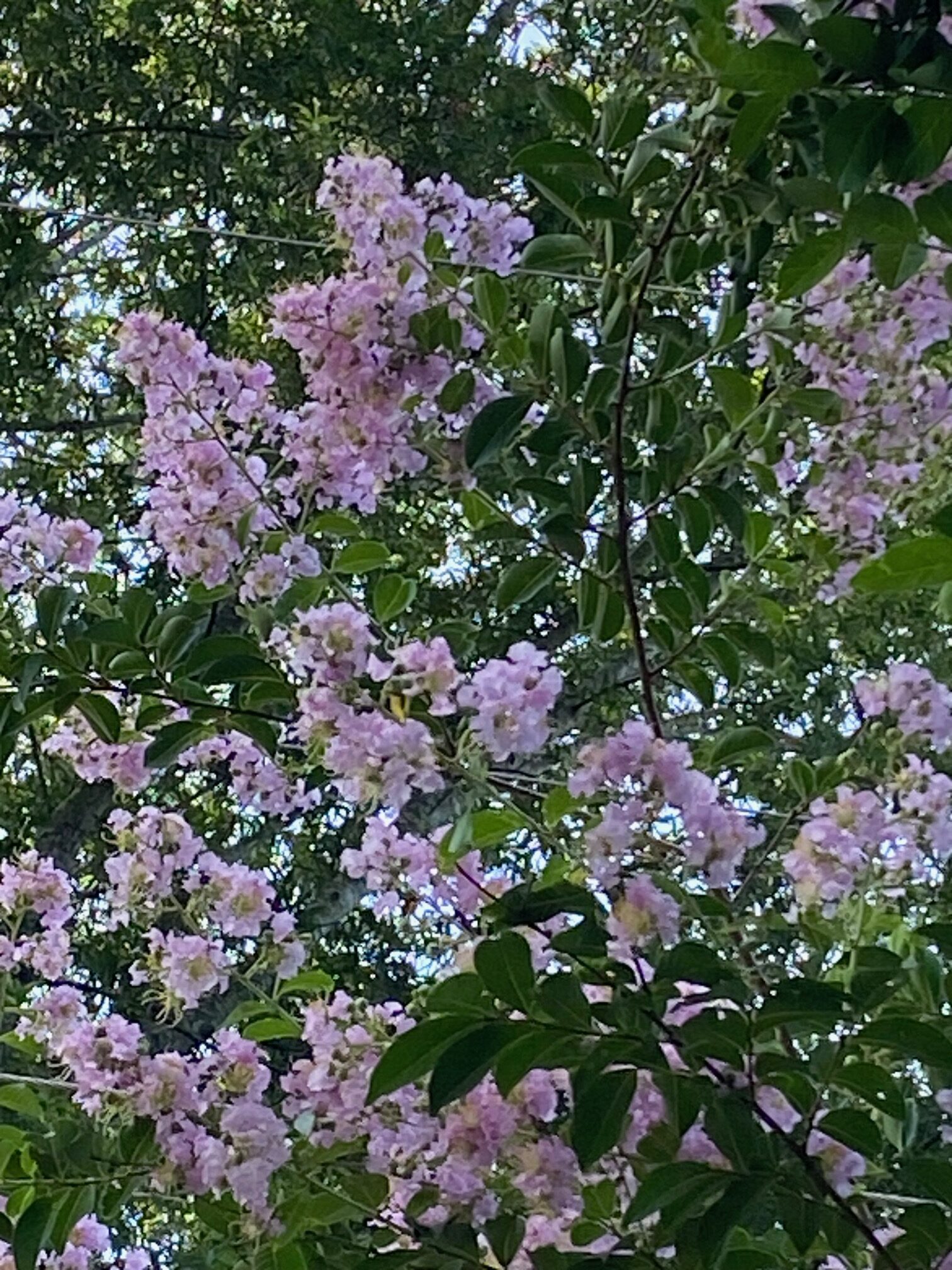 pink crepe myrtle