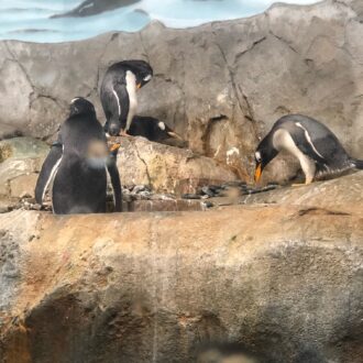 penguins in chattanooga