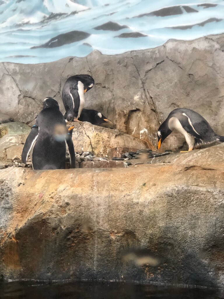 penguins in chattanooga