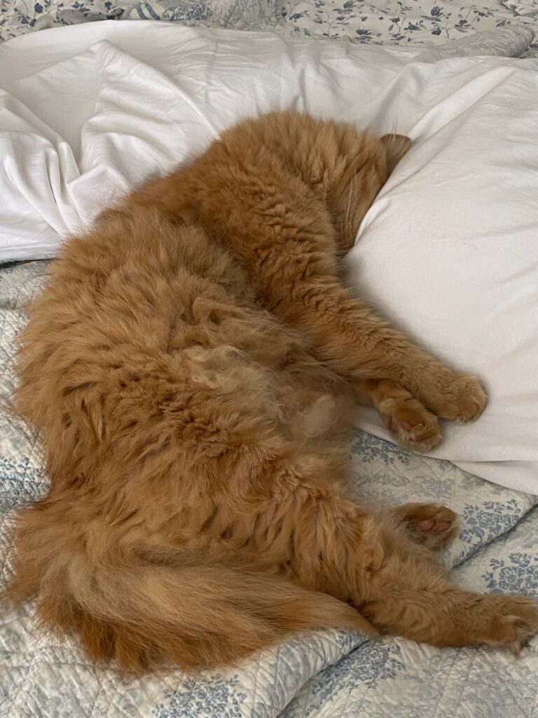 orange cat sleeping