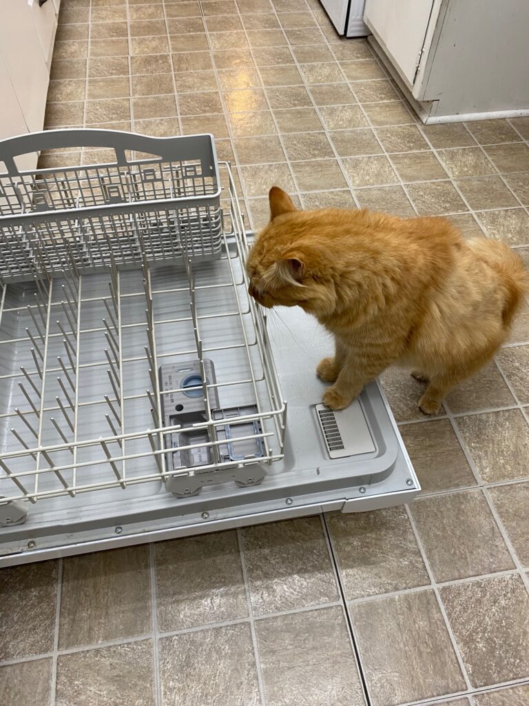 cat and dishwasher