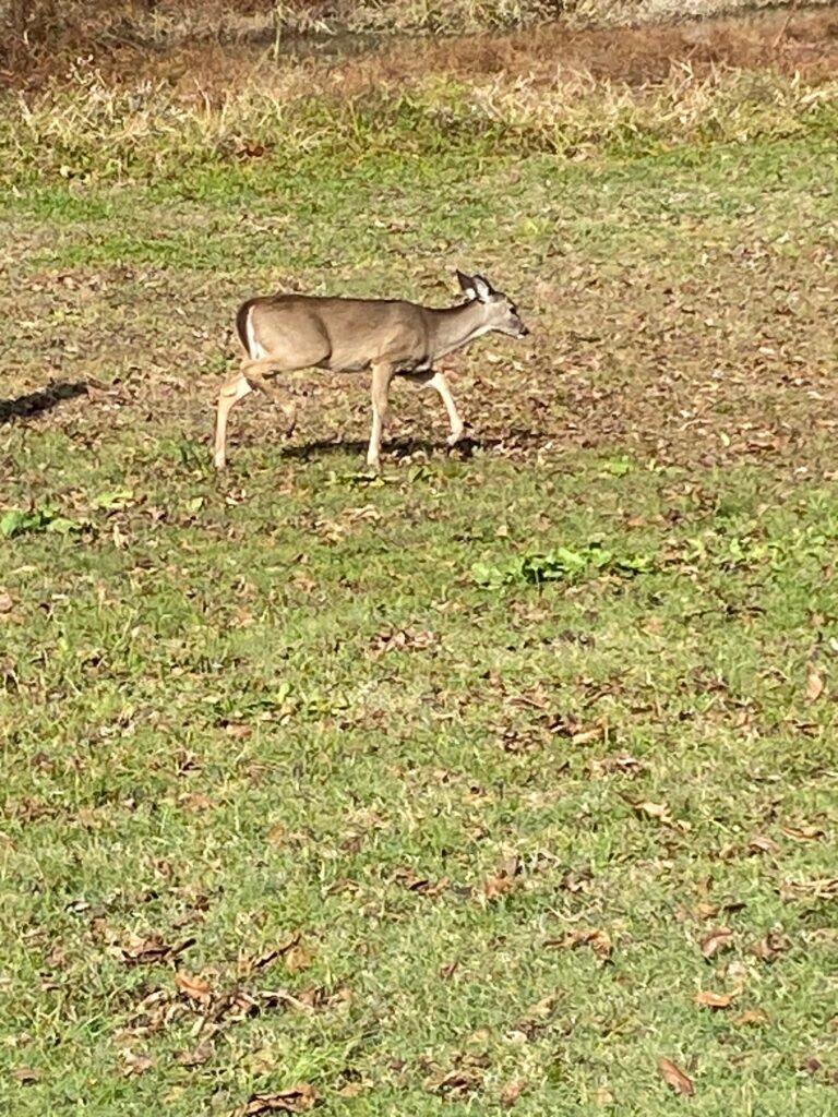 pet deer