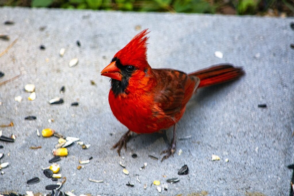 red cardinal bird