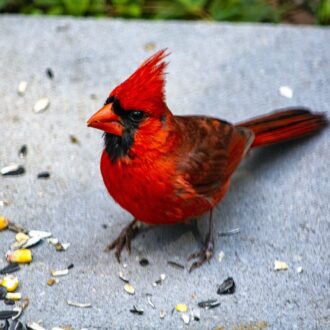 red cardinal bird