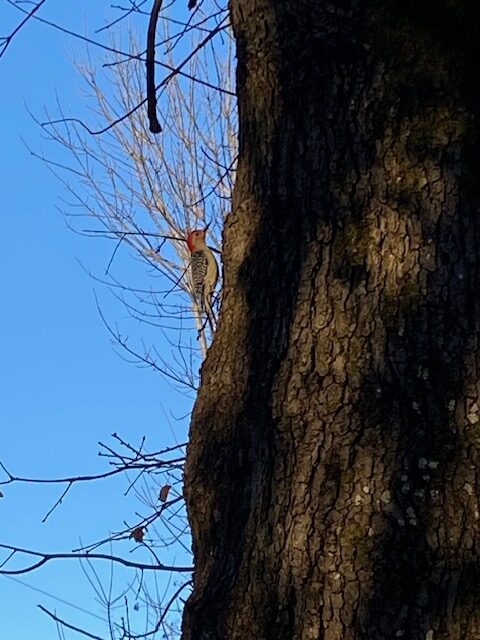 red breasted woodpecker in Mississippi