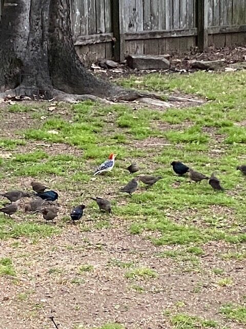 red breasted woodpecker and birds