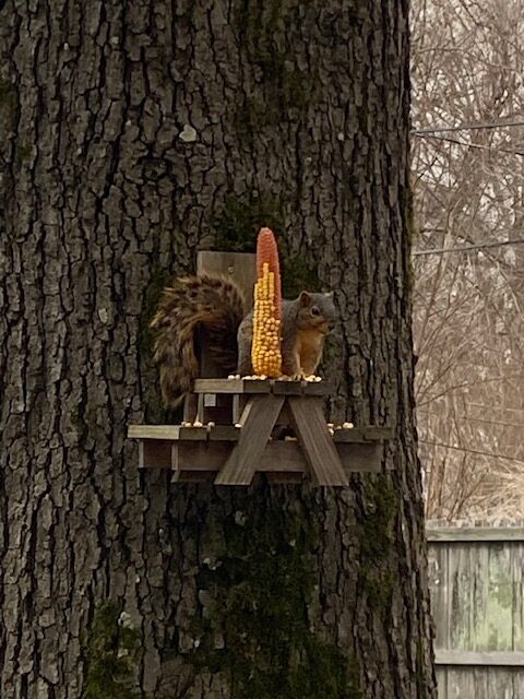 squirrel at feeder