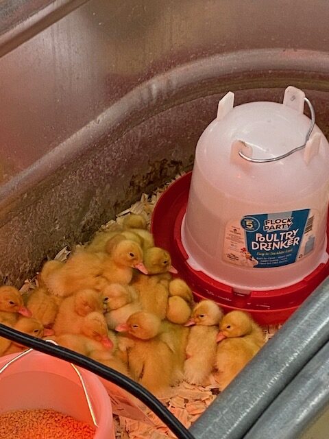 tractor supply baby ducks tractor supply baby ducks